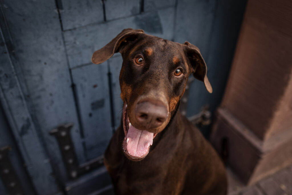 Dobermann vor blauer Tür bei Hundefotoshooting in Marburg mit Coralie Duda Fotografie