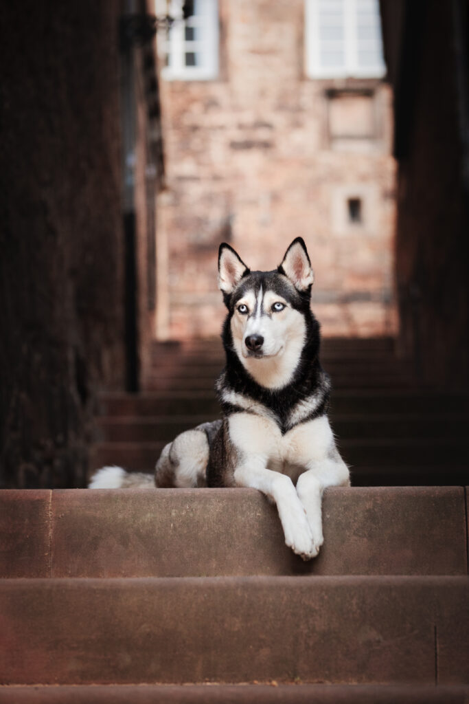 Liegender Husky in der Altstadt von Marburg bei Hundefotoshooting mit Coralie Duda Fotografie