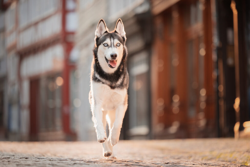 Rennender Hund in der Stadt bei Fotoshooting mit Coralie Duda Fotografie in Marburg