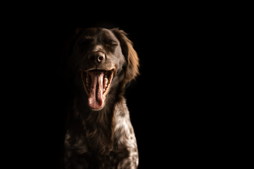 Gähnender Hund bei Studiofotoshooting mit Coralie Duda Fotografie im Wetteraukreis