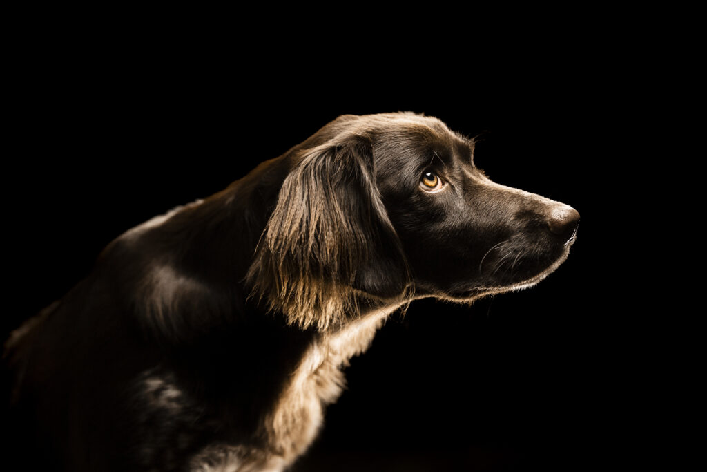 Kleiner Münsterländer bei Hundefotoshooting im Studio mit Coralie Duda Fotografie im Wetteraukreis