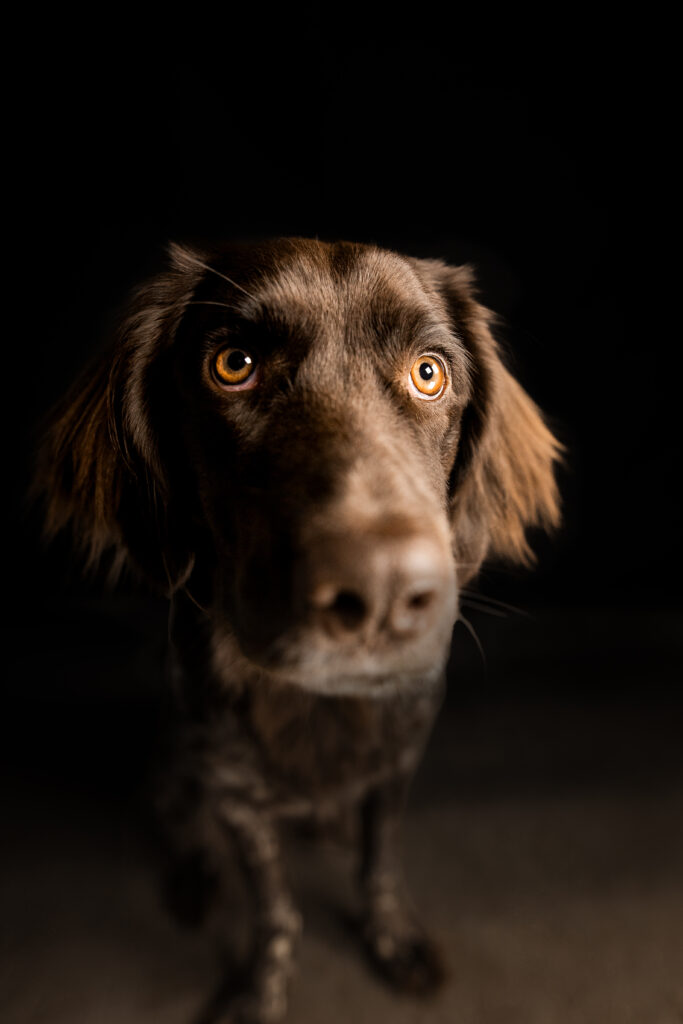 Kleiner Münsterländer bei Hundefotoshooting im Studio mit Coralie Duda Fotografie in Büdingen