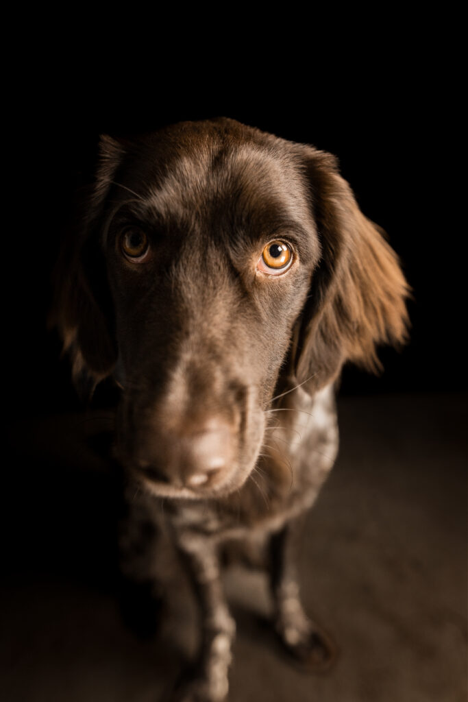 Hund bei Hundefotoshooting mit Coralie Duda Fotografie im Wetteraukreis