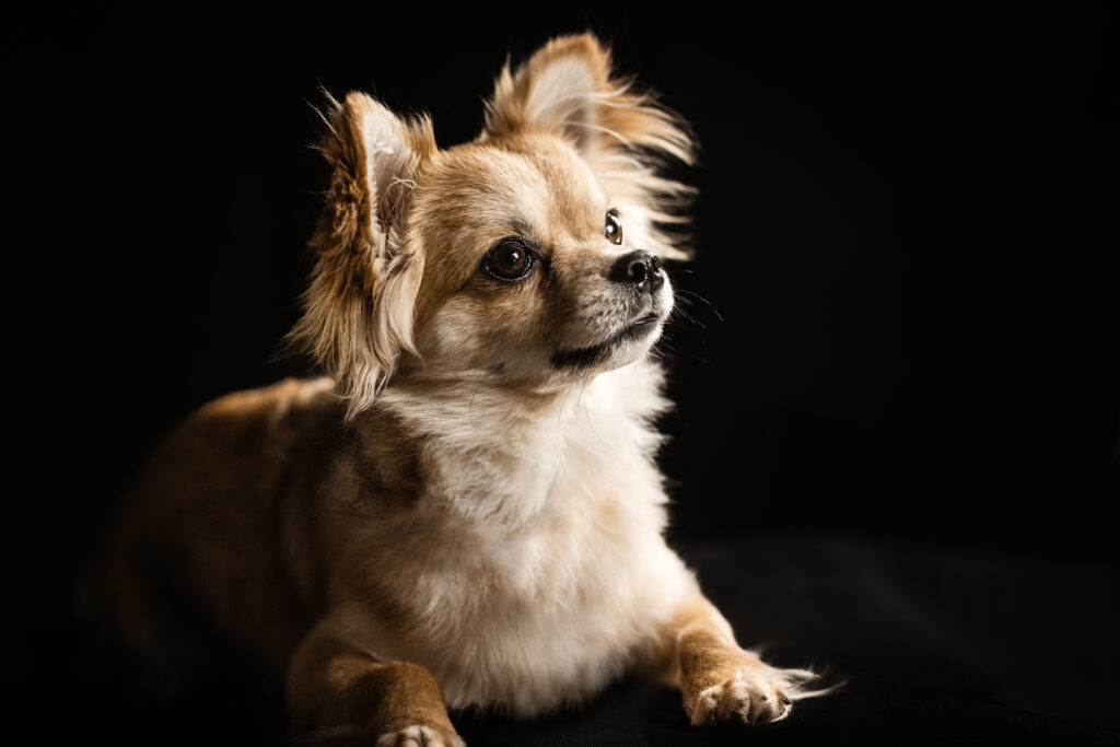 Chihuahua bei Studiofotoshooting mit Coralie Duda Fotografie im Wetteraukreis