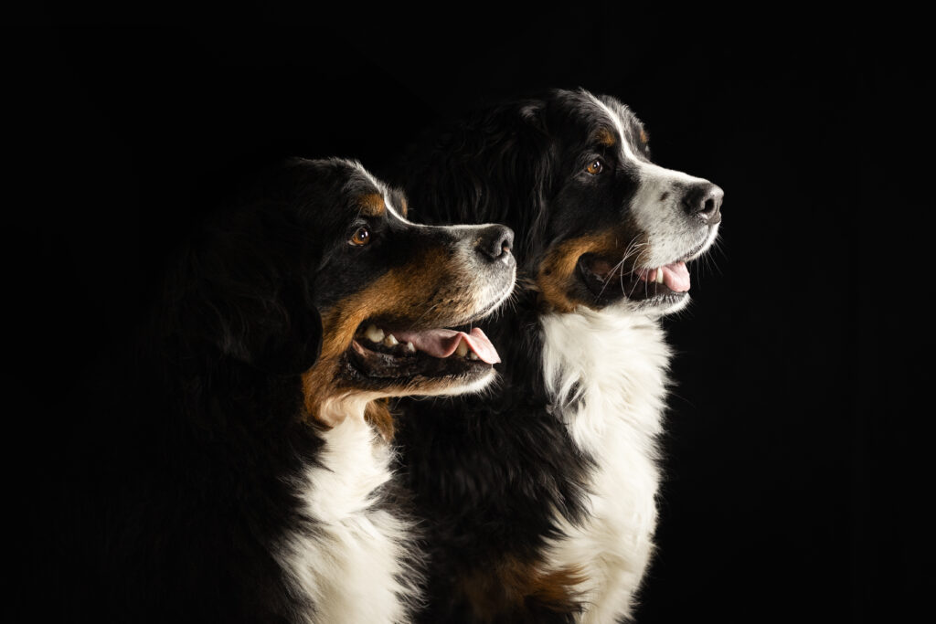 Zwei Hunde bei Hundefotoshooting im Studio mit Coralie Duda Fotografie im Wetteraukreis