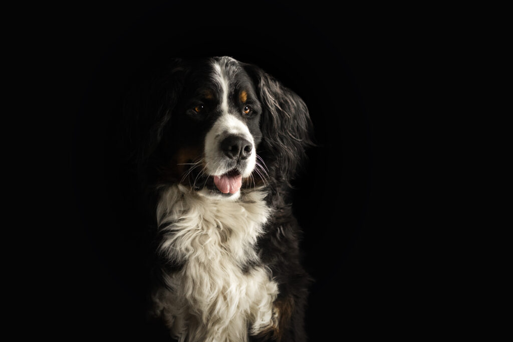 Berner Sennenhund bei Studiofotoshooting mit Coralie Duda Fotografie im Wetteraukreis