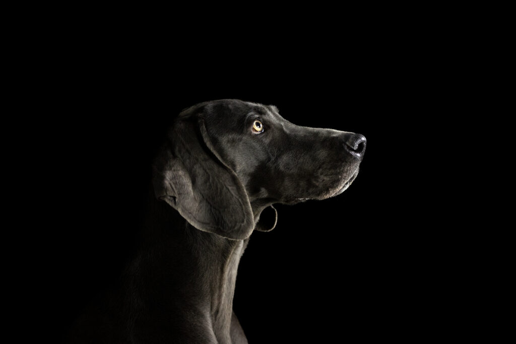 Hund bei Studiofotoshooting mit Coralie Duda Fotografie im Wetteraukreis