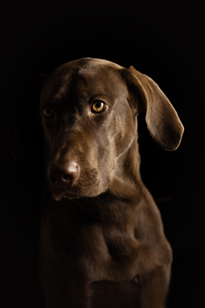 Hund bei Studiofotoshooting mit Tierfotografin Coralie Duda Fotografie im Wetteraukreis