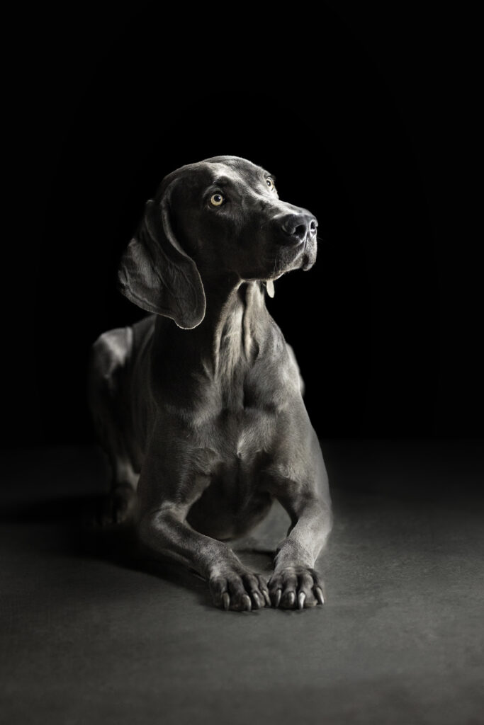 Weimaraner bei Studiofotoshooting mit Coralie Duda Fotografie im Wetteraukreis