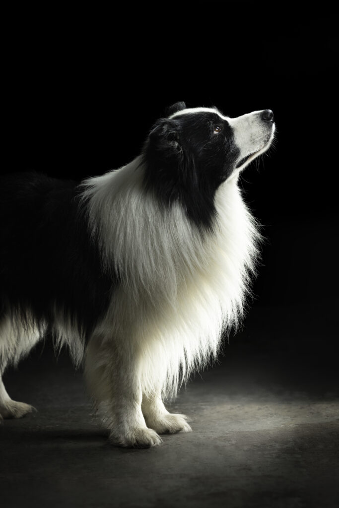 Hund schaut ins Licht bei Studiofotoshooting mit Coralie Duda Fotografie im Wetteraukreis