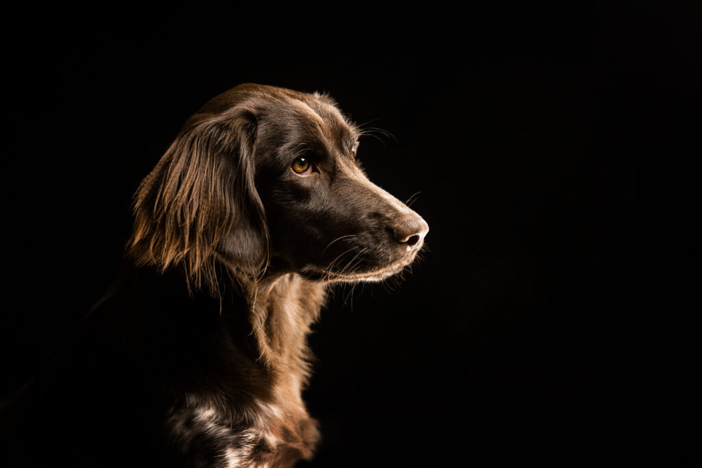 Kleiner Münsterländer bei Studiofotoshooting mit Coralie Duda Fotografie im Wetteraukreis