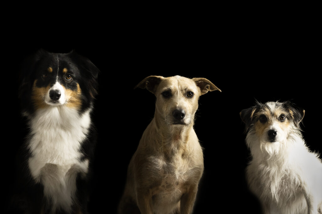 Drei Hunde bei Studiofotoshooting mit Coralie Duda Fotografie im Wetteraukreis