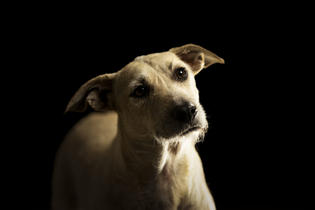 Hundeportrait bei Studiofotoshooting mit Hundefotografin Coralie Duda Fotografie im Wetteraukreis