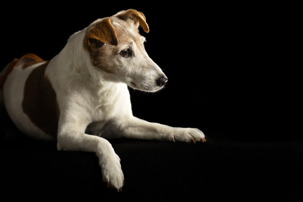 Hund bei Studiofotoshooting mit Coralie Duda Fotografie in Glauburg