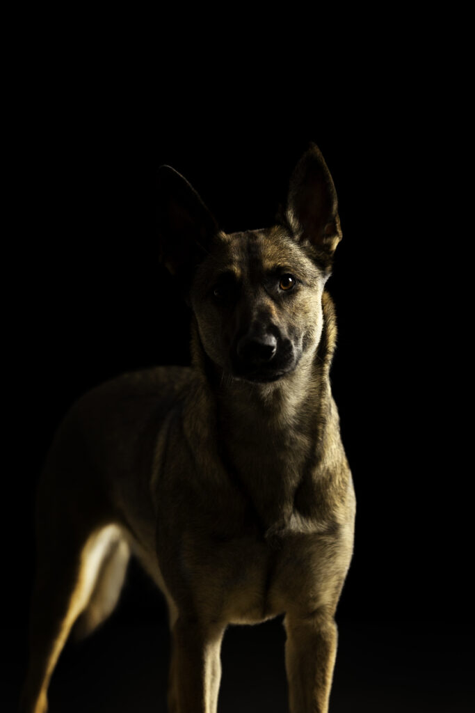 Hund vor schwarzem Hintergrund bei Studiofotoshooting mit Coralie Duda Fotografie im Wetteraukreis