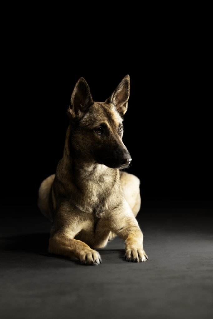 Malinois bei Studiofotoshooting mit Coralie Duda Fotografie im Wetteraukreis