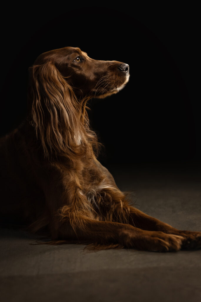 Irish Setter bei Hundefotoshooting im Studio mit Coralie Duda Fotografie im Wetteraukreis