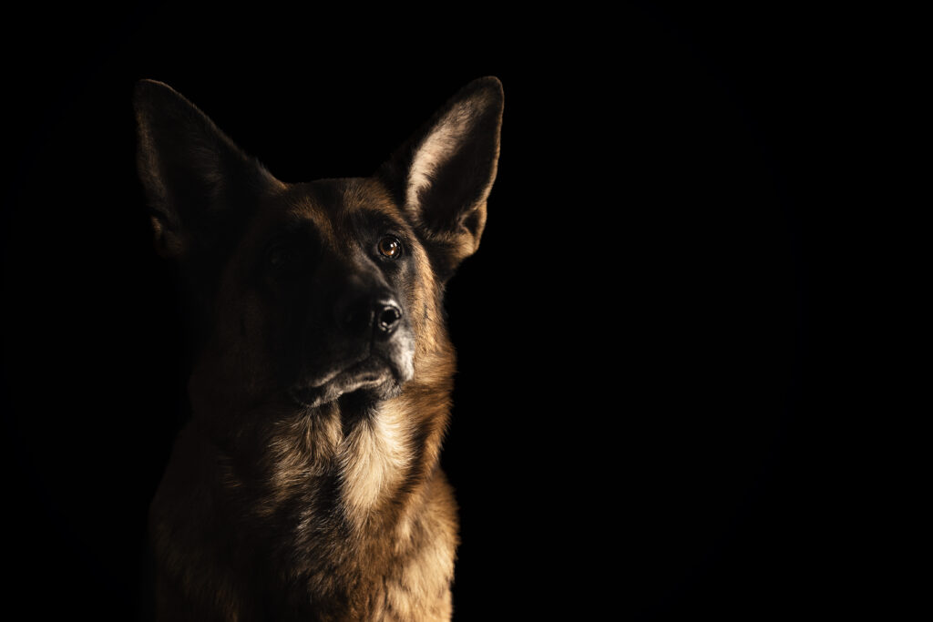 Schäferhund bei Studiofotoshooting mit Hundefotografin Coralie Duda Fotografie im Wetteraukreis