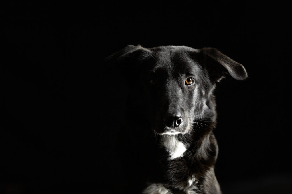 Hund bei Studiofotoshooting mit Tierfotografin Coralie Duda Fotografie im Wetteraukreis