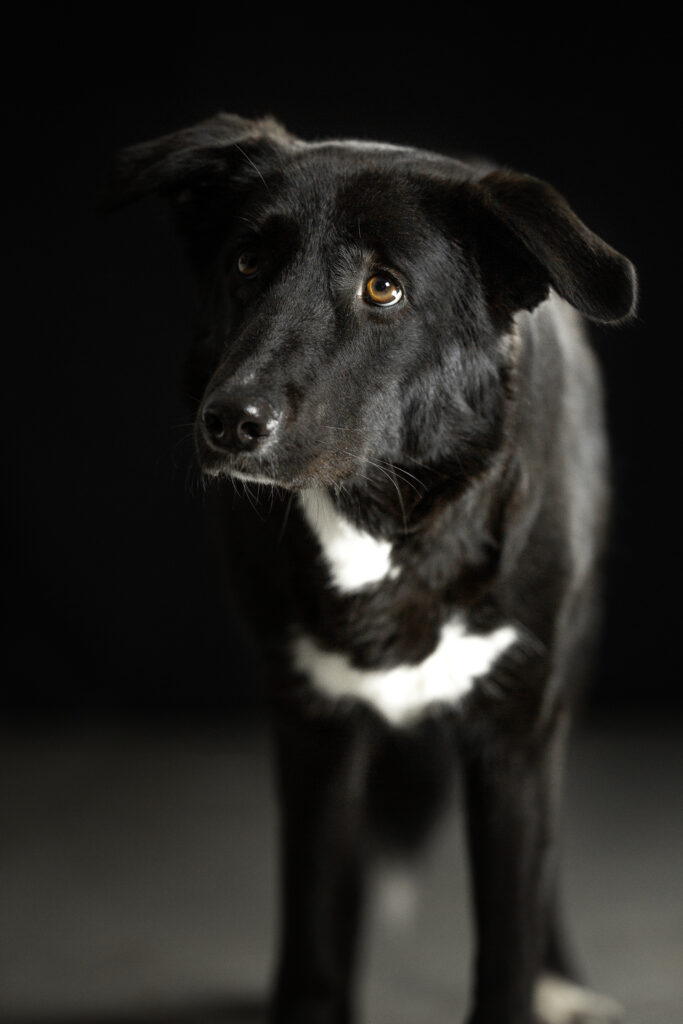 Hund bei Studiofotoshooting mit Hundefotografin Coralie Duda Fotografie im Wetteraukreis