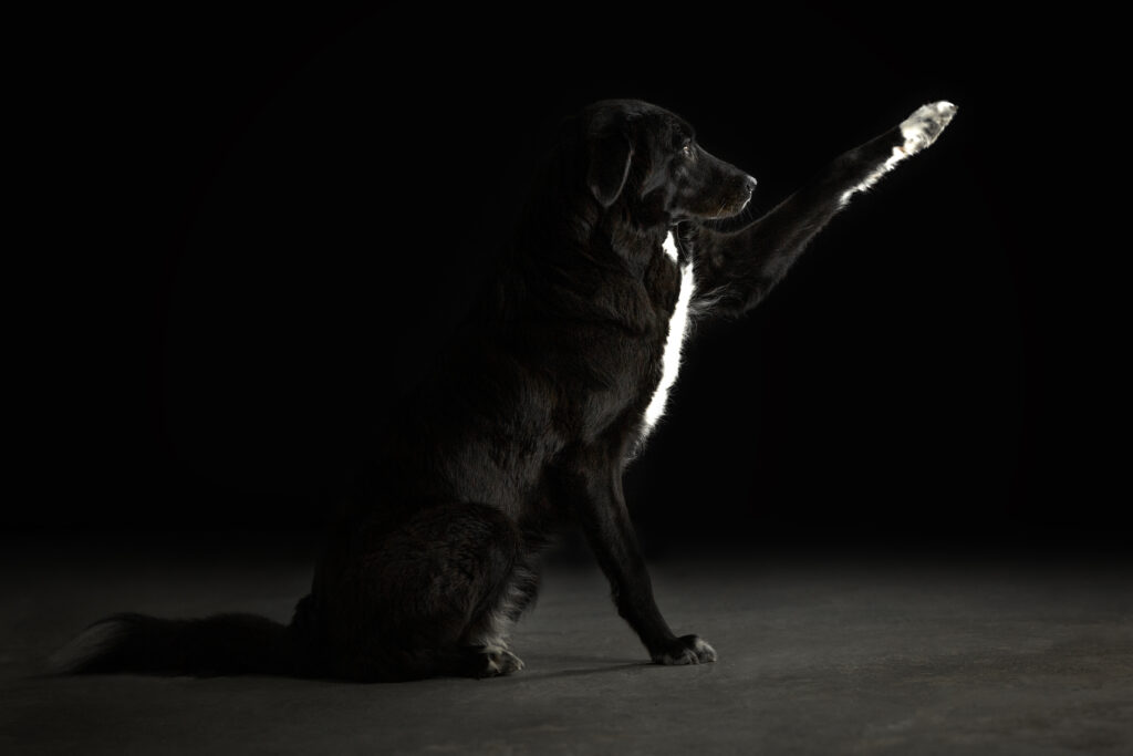 Hund winkt bei Studiofotoshooting mit Coralie Duda Fotografie im Wetteraukreis