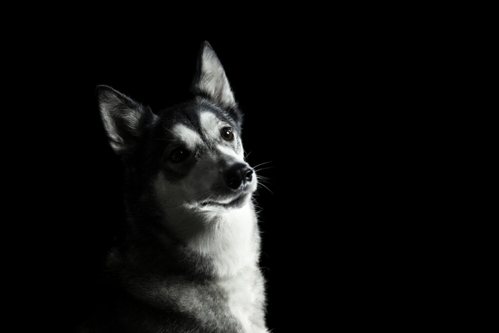 Husky bei Studiofotoshooting für Hunde bei Coralie Duda Fotografie im Wetteraukreis