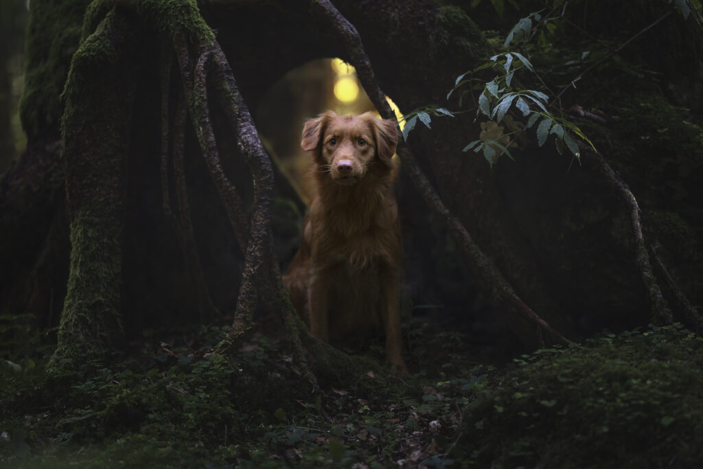 Toller Retriever bei Hundefotoshooting im Wald mit Coralie Duda Fotografie im Wetteraukreis