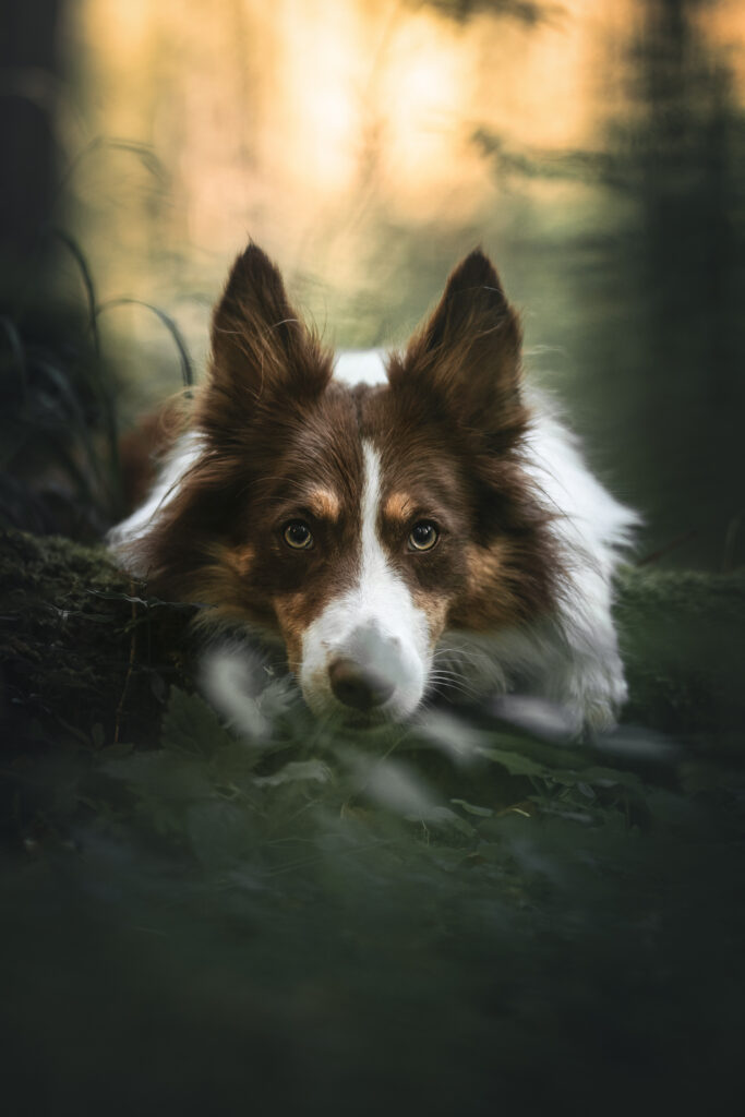 Bordercollie im Wald bei Hundefotoshooting mit Coralie Duda Fotografie im Wetteraukreis