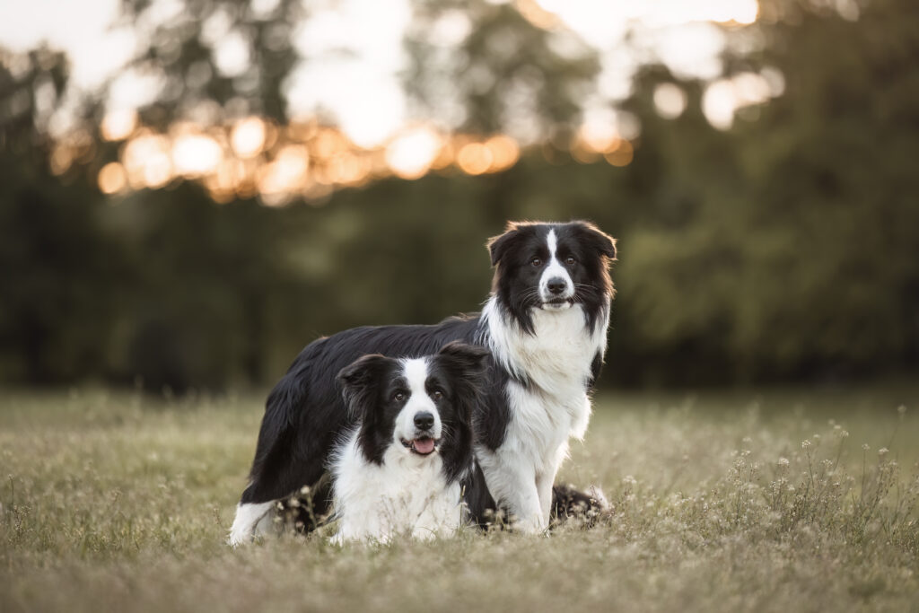 Zwei Bordercollies bei Fotoshooting im Sommer mit Coralie Duda Fotografie im Wetteraukreis