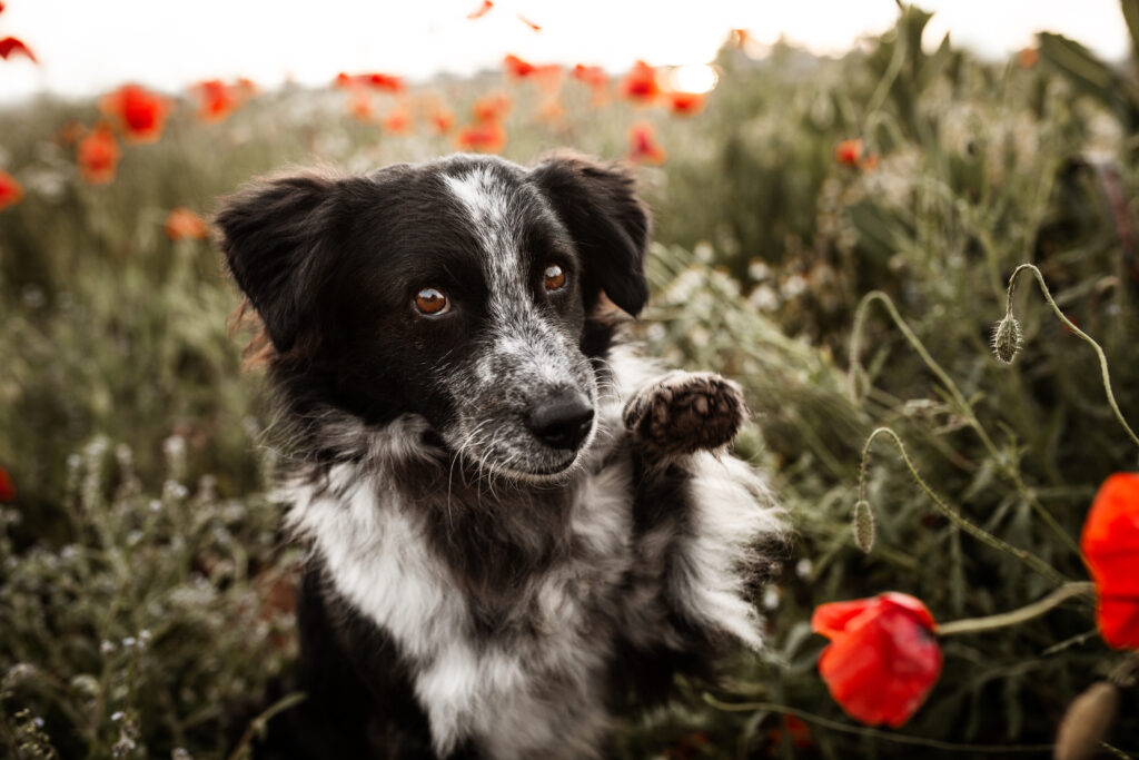 Hund winkt bei Fotoshooting mit Mohnblumen mit Coralie Duda Fotografie im Wetteraukreis