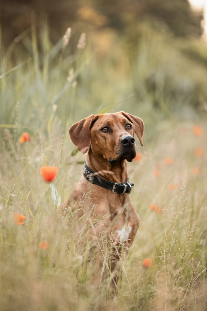 Hund bei Fotoshooting mit Mohnblumen bei Coralie Duda Fotografie im Wetteraukreis