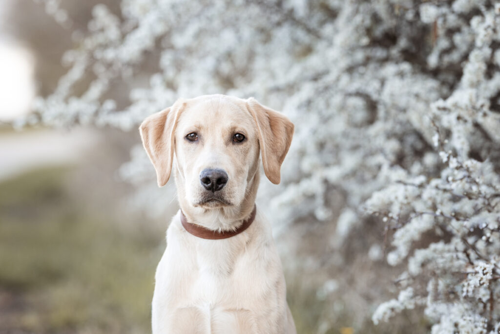 Labrador bei Hundefotoshooting im Frühling mit Coralie Duda Fotografie