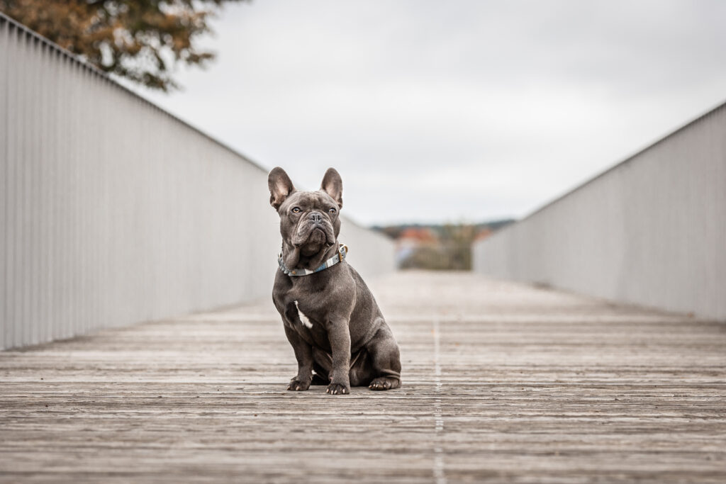 Französisches Bulldogge auf Brücke bei Hundefotoshooting mit Coralie Duda Fotografie