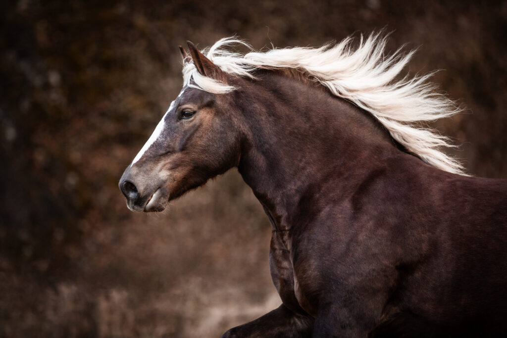 Pferd im Galopp bei Fotoshooting mit Coralie Duda Fotografie im Wetteraukreis