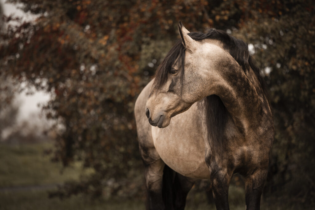 Pferd bei Herbstfotoshooting mit Coralie Duda Fotografie im Main-Kinzig-Kreis