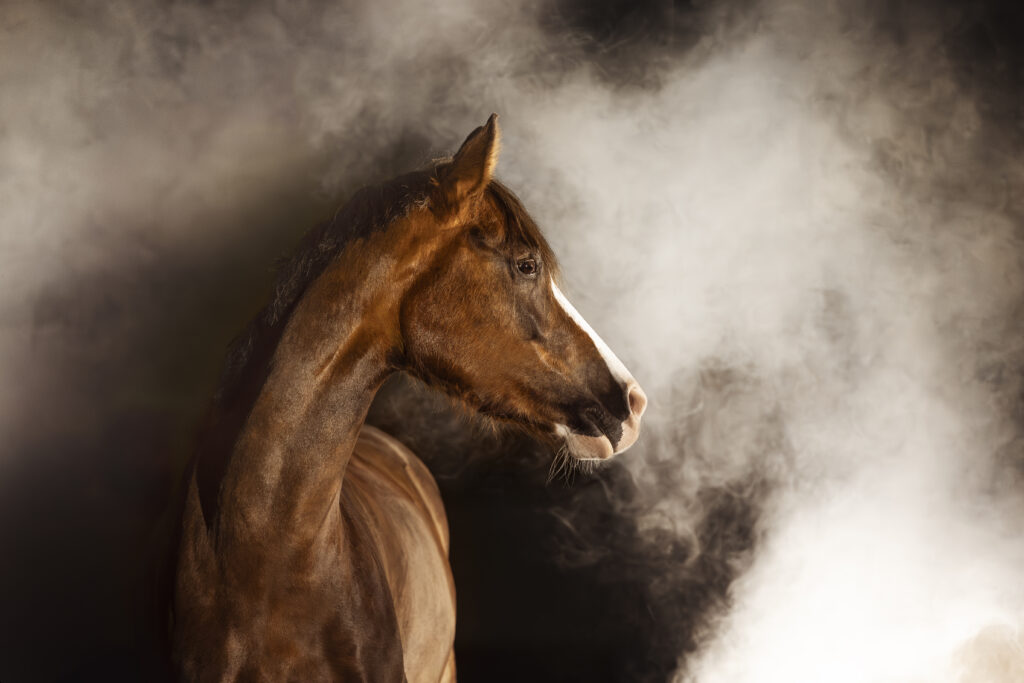 Pferd im Nebel bei Fotoshooting mit Coralie Duda Fotografie im Wetteraukreis