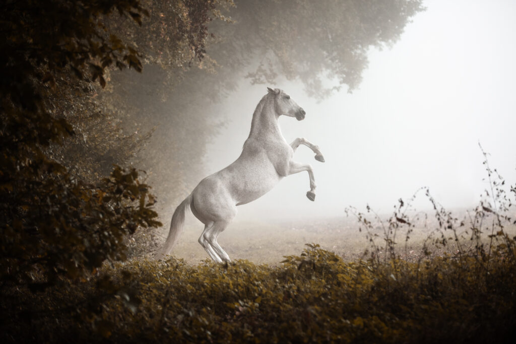 Steigendes Pferd bei Nebelfotoshooting im Herbst mit Coralie Duda Fotografie im Wetteraukreis