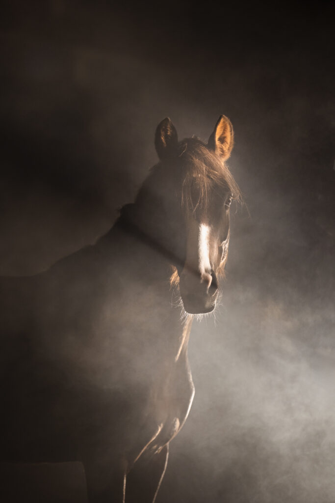 Pferd im Nebel bei Nebelfotoshooting mit Coralie Duda Fotografie im Wetteraukreis