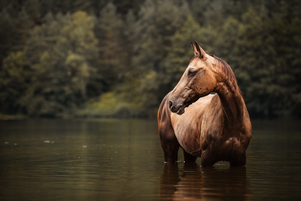 Pferd im See bei Fotoshooting im Sommer mit Coralie Duda Fotografie im Odenwald