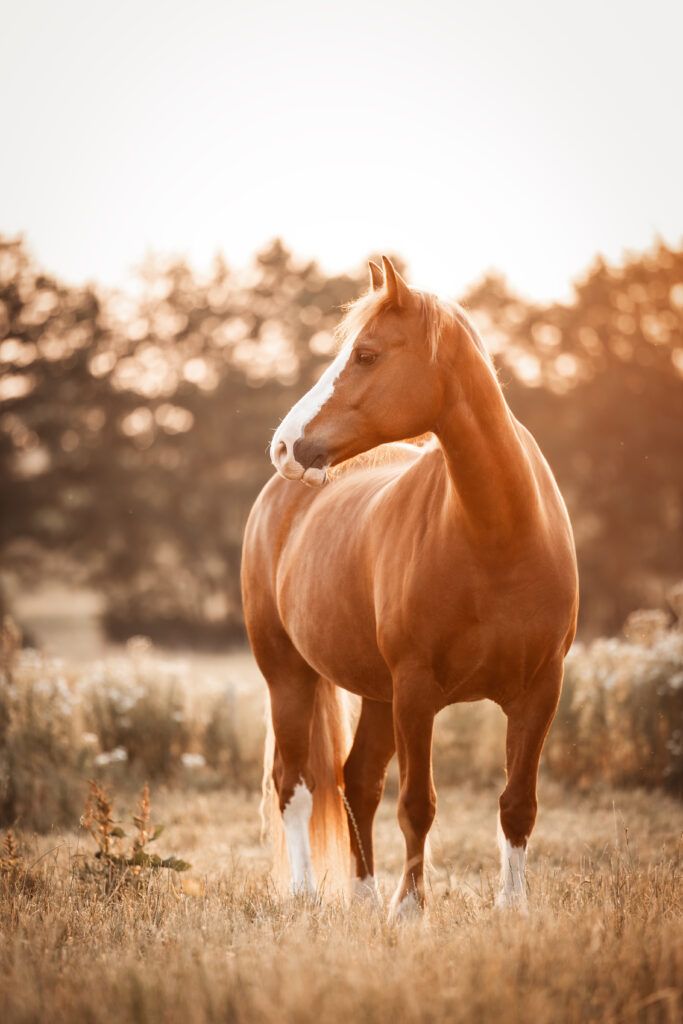 Pferd im Sonnenaufgang bei Fotoshooting mit Pferdefotografin Coralie Duda Fotografie im Wetteraukreis