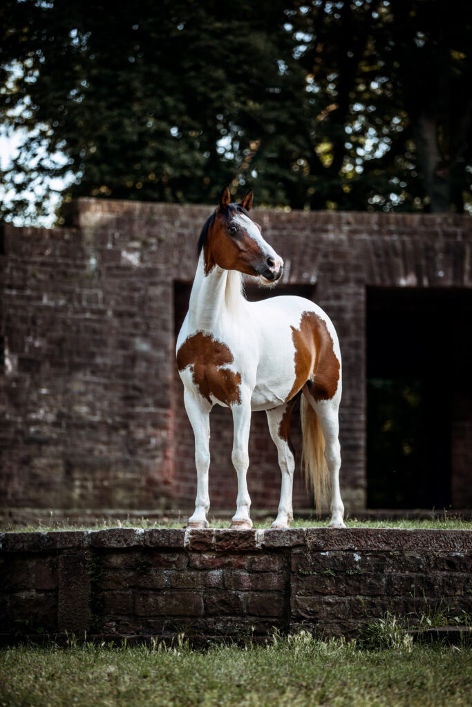 Pferd an Thingstätte in Heidelberg bei Fotoshooting mit Coralie Duda Fotografie