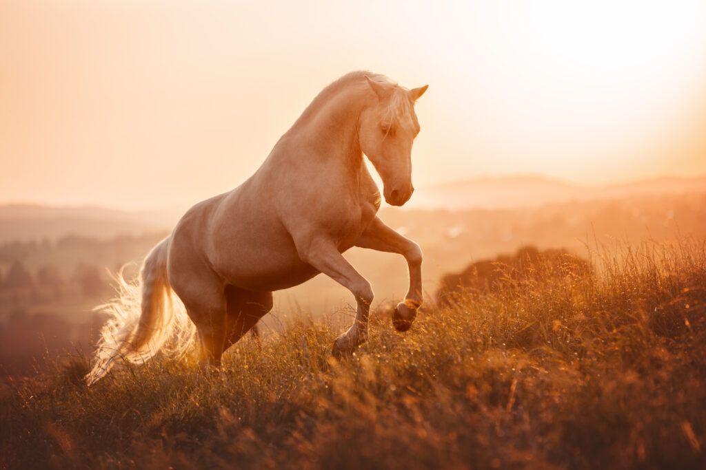 Galoppierendes Pferd bei Fotoshooting im Sommer mit Coralie Duda Fotografie im Wetteraukreis