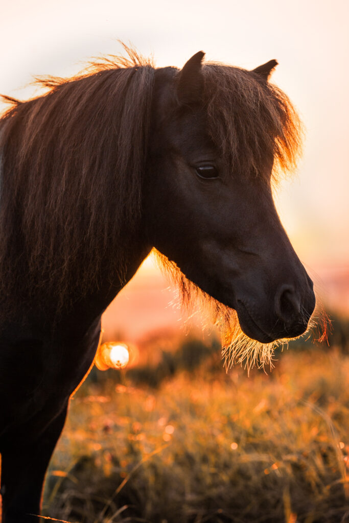 Pony bei Pferdefotoshooting im Sommer mit Coralie Duda Fotografie in Büdingen