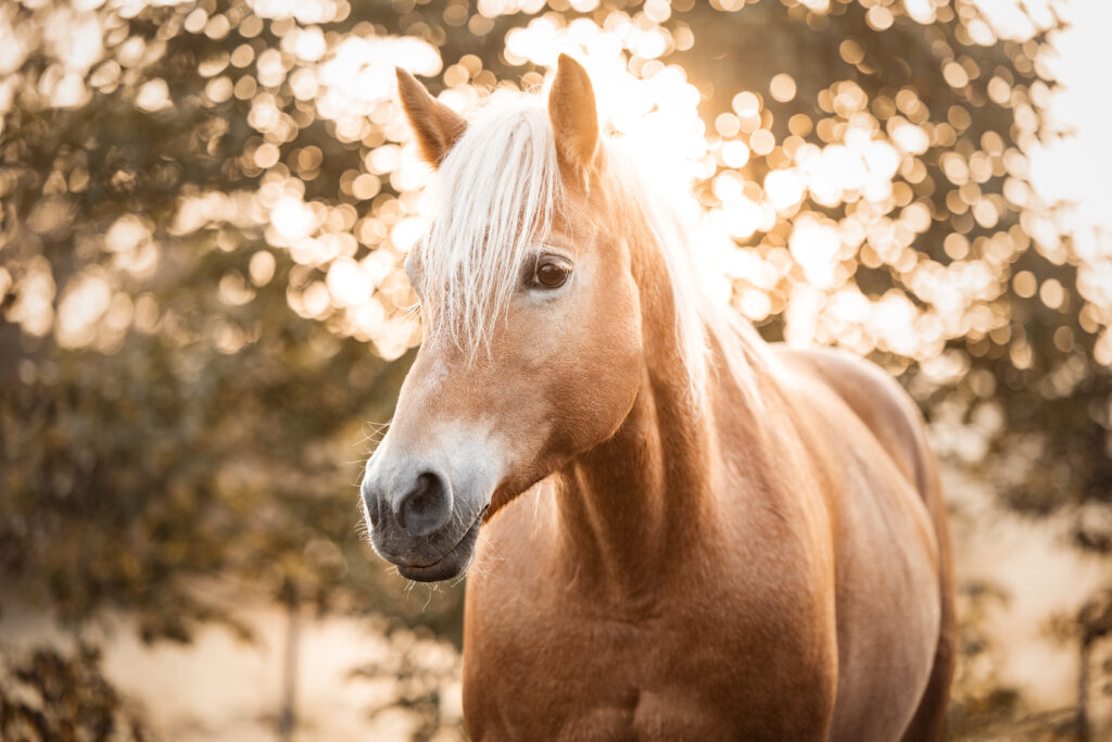 Haflinger bei Pferdefotoshooting im Sonnenaufgang mit Coralie Duda Fotografie im Wetteraukreis