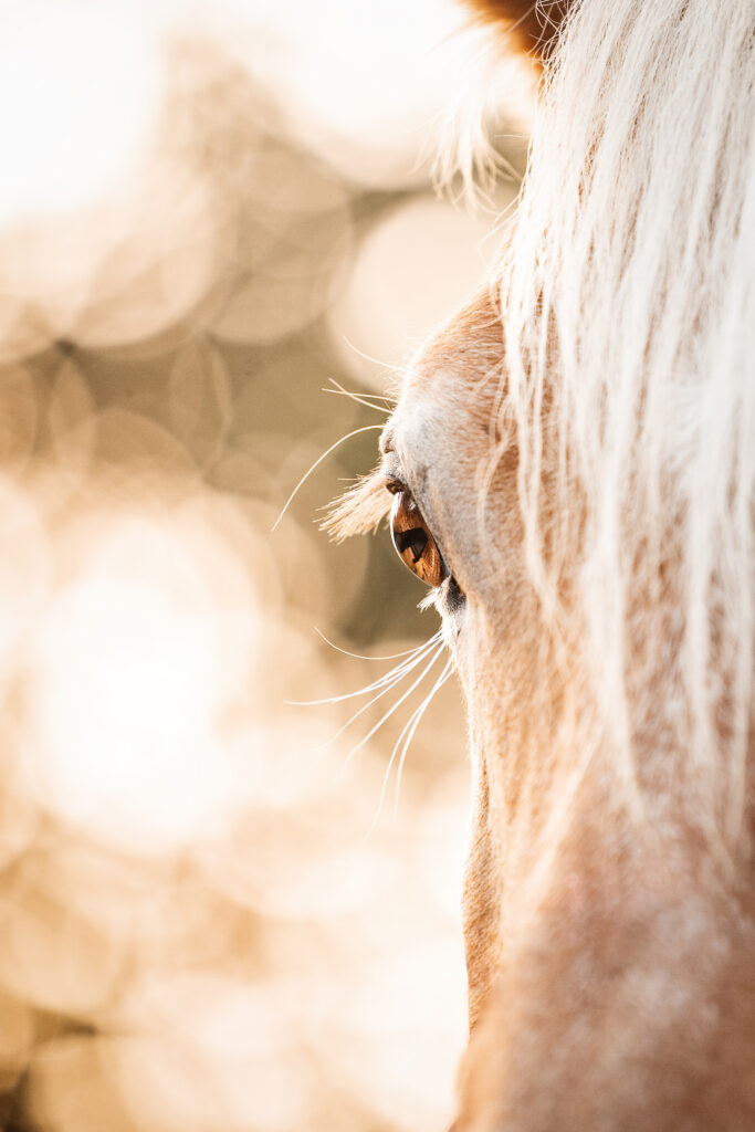 Auge eines Haflingers bei Pferdefotoshooting im Sommer mit Coralie Duda Fotografie im Wetteraukreis