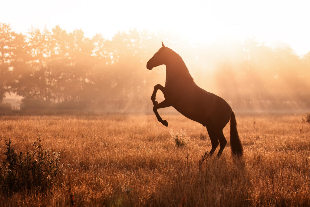 steigendes Pferd im Sonnenaufgang bei Fotoshooting mit Coralie Duda Fotografie im Wetteraukreis