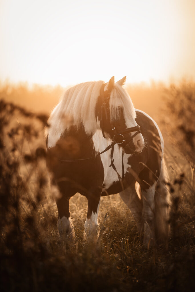 Pferd im Sonnenaufgang bei Fotoshooting mit Coralie Duda Fotografie im Wetteraukreis