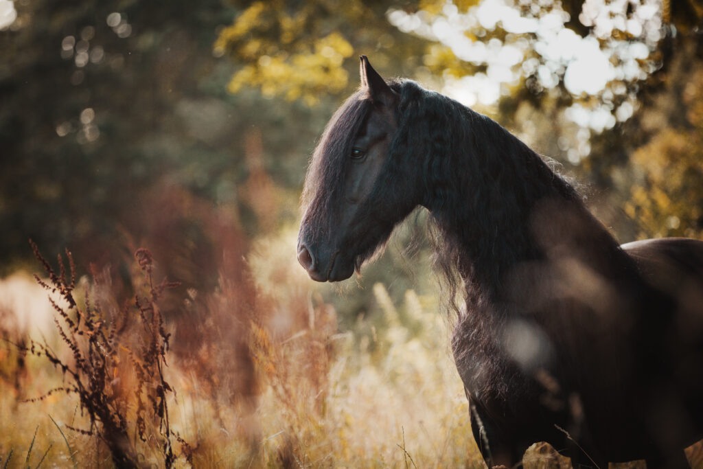 Friese Pferd bei Fotoshooting im Sommer mit Coralie Duda Fotografie im Wetteraukreis