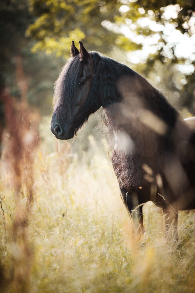 Friese Pferd bei Fotoshooting mit Coralie Duda Fotografie in Büdingen