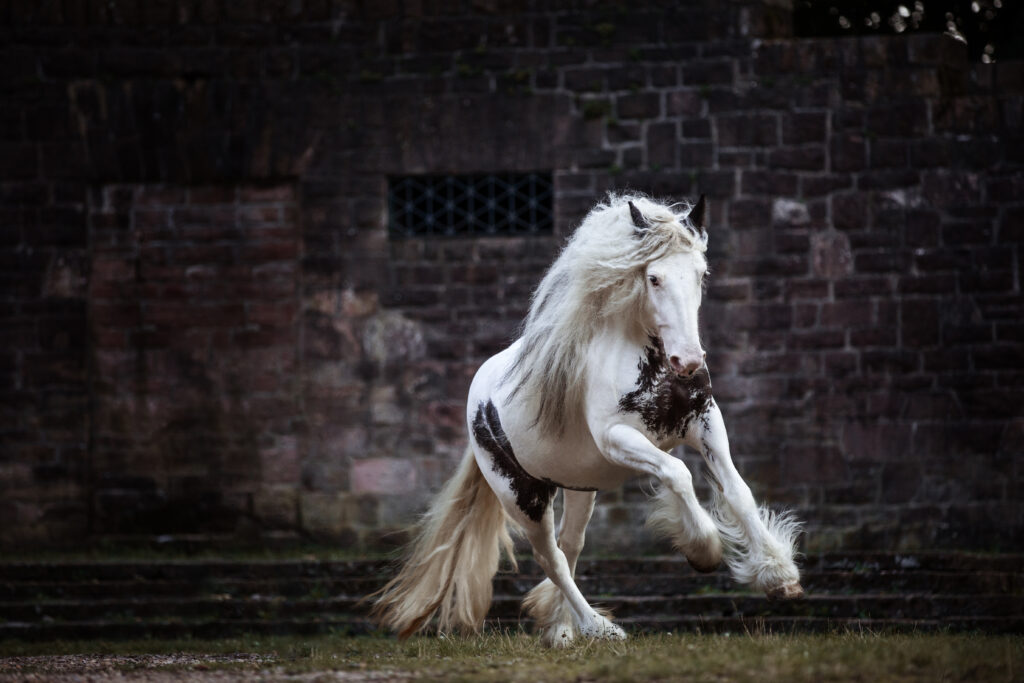 Tinker Pferd im Galopp in der Thingstätte in Heidelberg bei Pferdefotoshooting mit Coralie Duda Fotografie